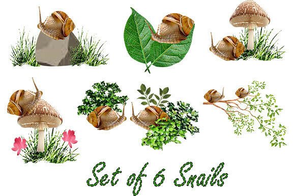 A Set of 6 Snails: A Versatile Illustration for Creative Sellers